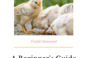 raising baby chicks