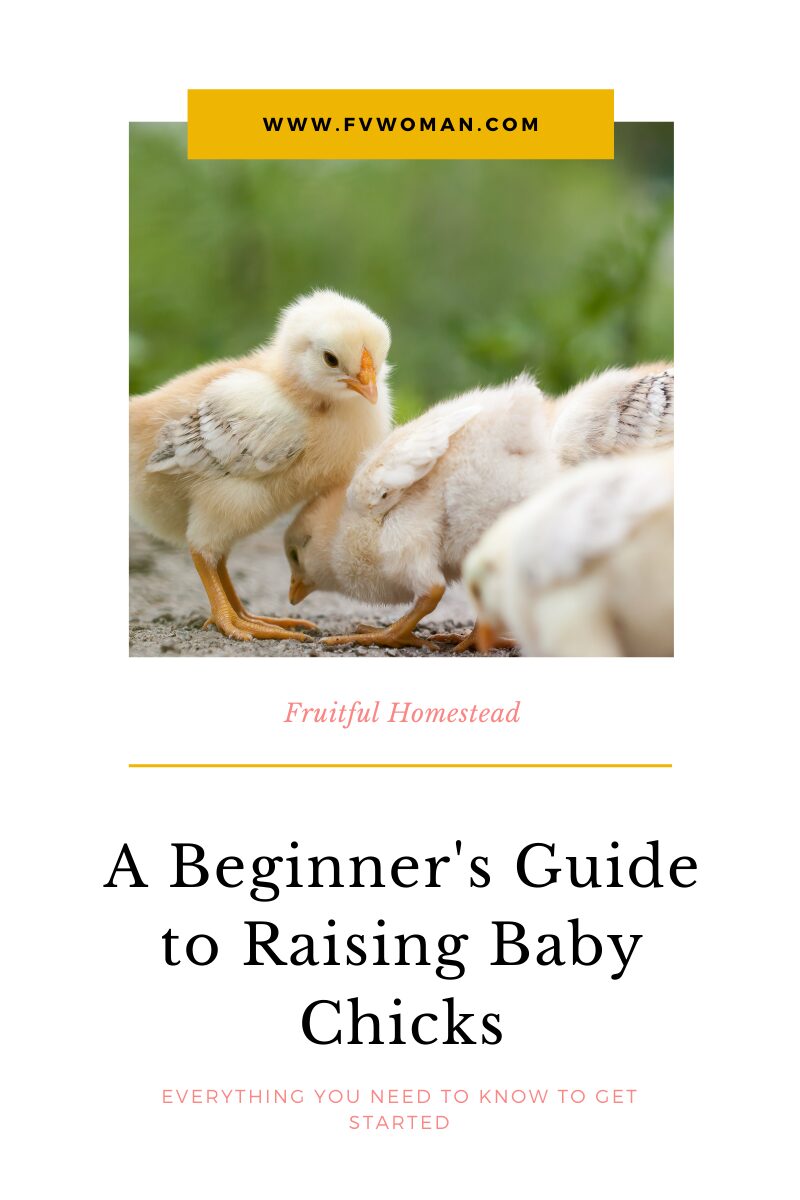 raising baby chicks