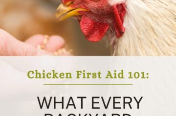 Chicken First Aid 101