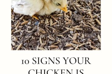 10 Signs Your Chicken Is Sick (And What To Do First)