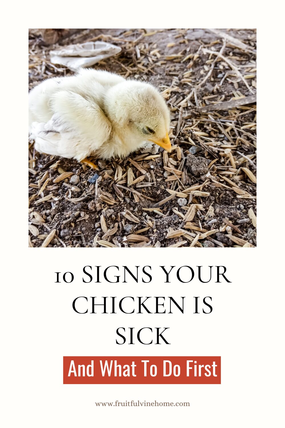 10 Signs Your Chicken Is Sick (And What To Do First)