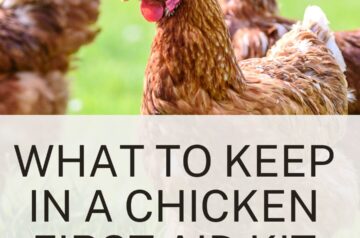 what to keep in a chicken first aid kit
