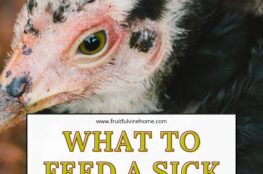 what to feed a sick chicken