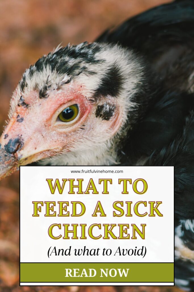 What to Feed A Sick Chicken