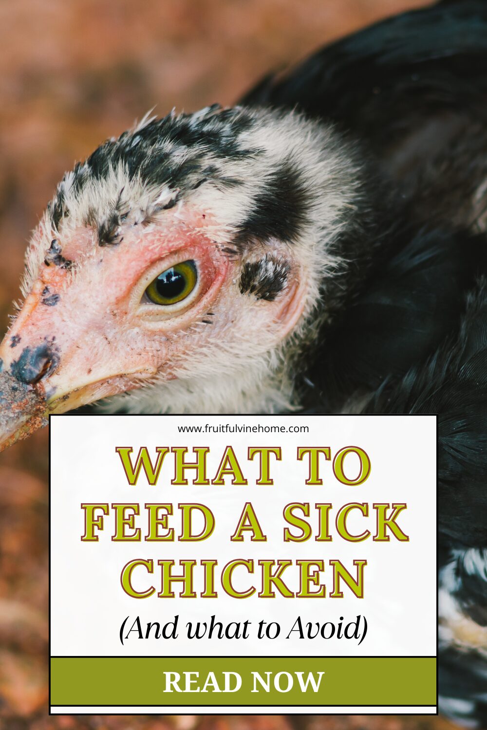 what to feed a sick chicken